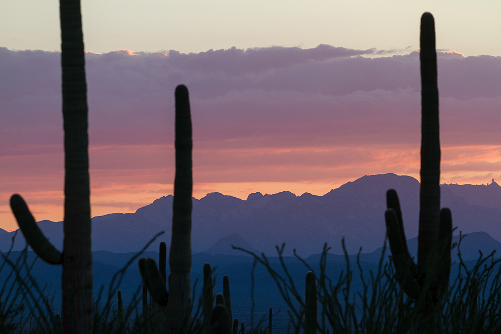 10-20 - 19.jpg - Saguaro National Park, West Part